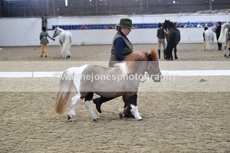 WJ5_4881 - Class 7 In hand coloured / odd coloured