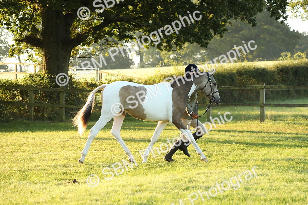 SBM_57797 - S42 - Youngstock