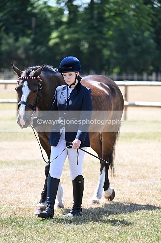 WJ7_2325 - Class 5a Most Handsome Gelding in hand (above 14.2hh)