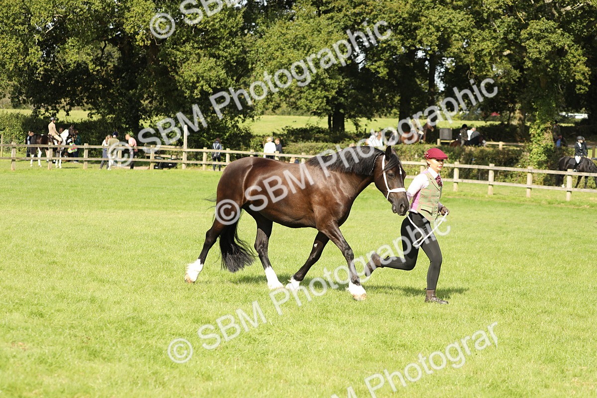 SBM_65454 - S47 - Mountain & Moorland In Hand Large Breeds