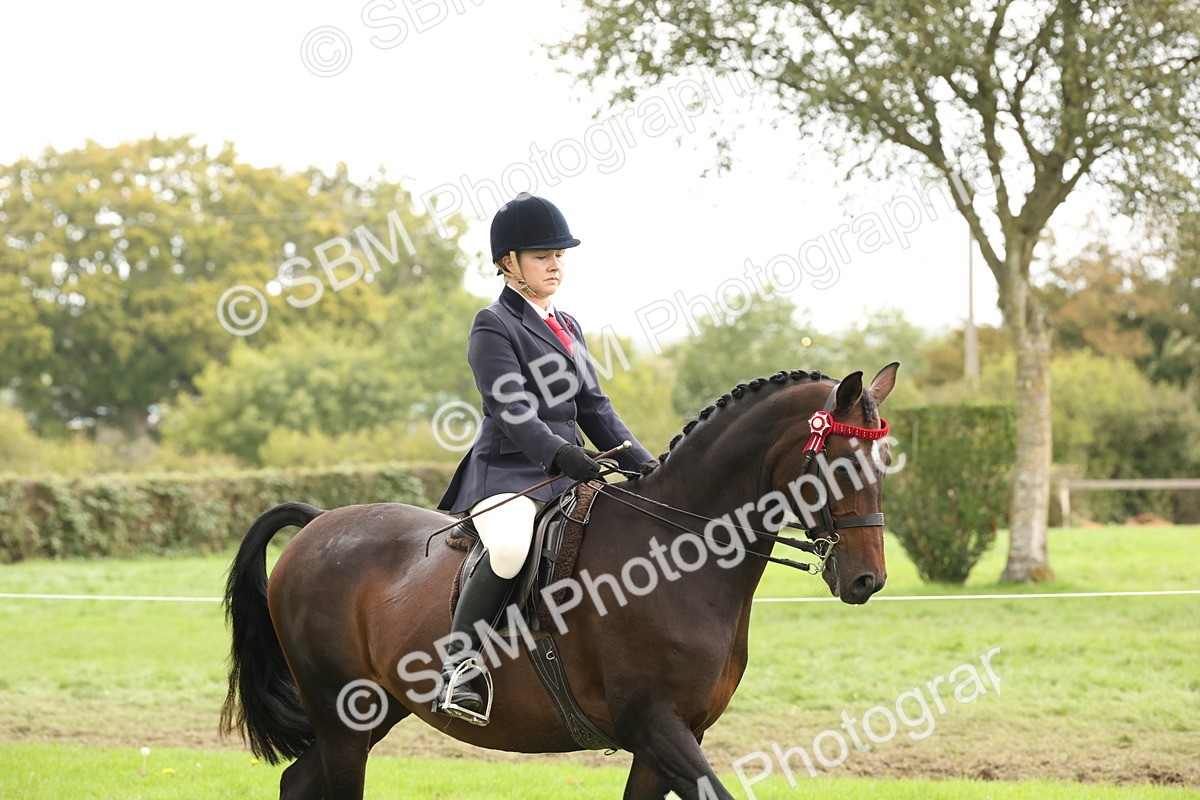 SBM_64144 - S65 - Riding Horse & Hack & Thoroughbred Ridden