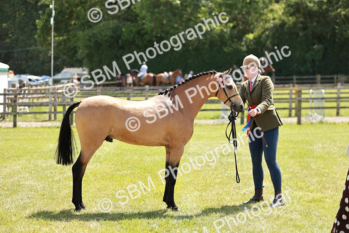 SBM_05583 - Class 41-45 - Riding Pony-Hunter Pony Breeding
