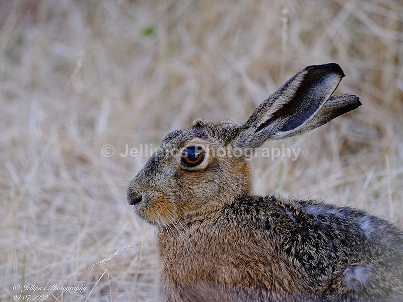  - Wildlife and Nature