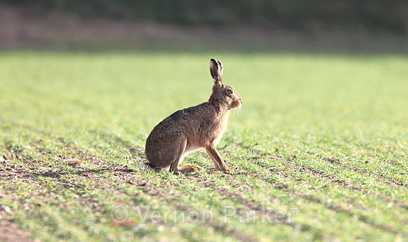 Brown Hare - Wildlife