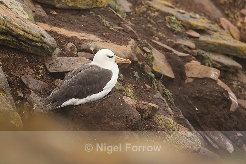 Black-Browed Albatross sitting on nest, Saunders Island, Falklands - Black-browed Albatross