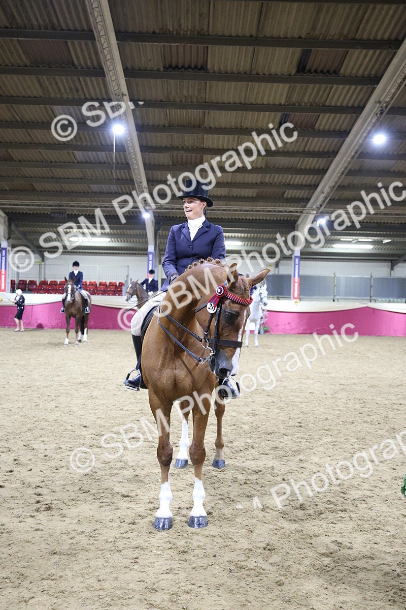 5K7A1564 - Class O Ridden Show Horse Champ