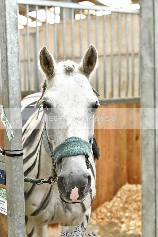 230804A-095343-02218 - Stable Shots