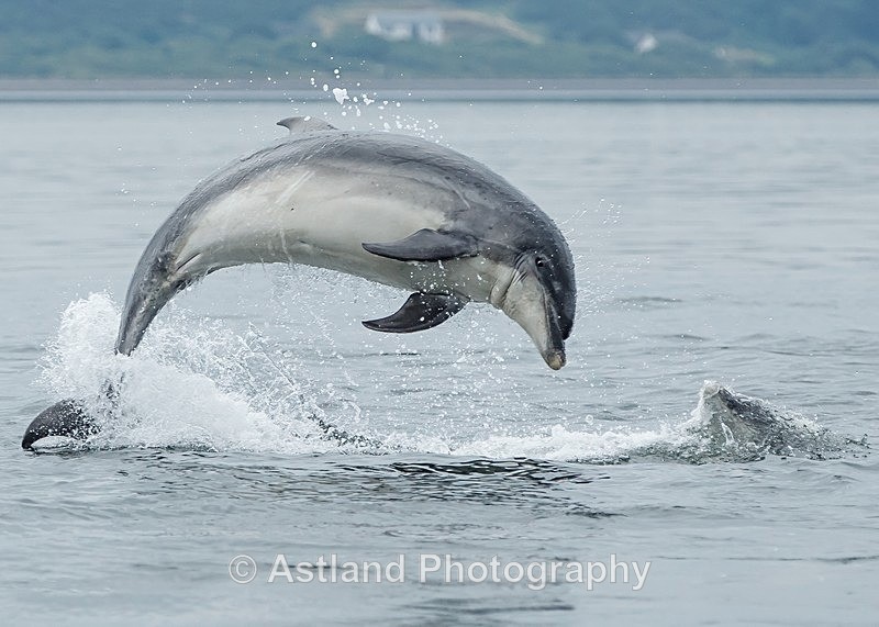 Astland Photography, Bird and Wildlife Images, Susan and Peter Wilson, U.K.