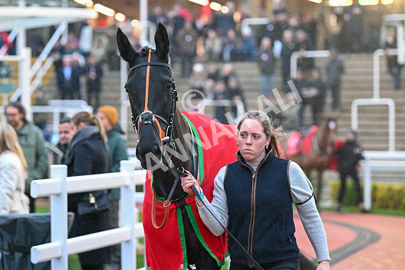 161124-Race 7-Paddock-Strong Run-1611 - Race 7