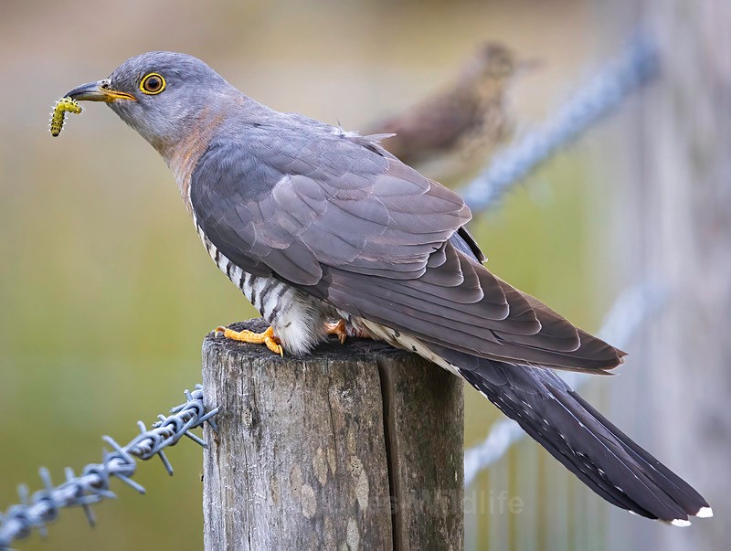 CUCKOO MEGA 3 - CUCKOOS 2025, North Wales