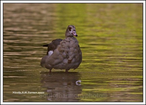 Egyptian Goose - Wildlife Wildlife