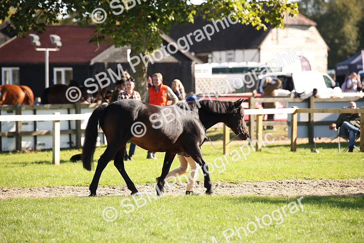 SBM_36566 - S10 - Best In Hand Horse & Pony