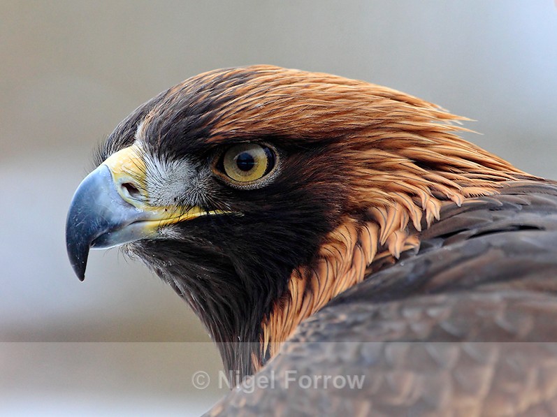 Golden Eagle close-up - Golden Eagle