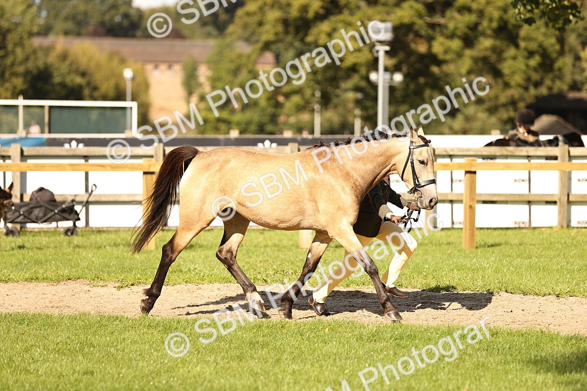SBM_26180 - S5 - Novice & Newcomers In Hand