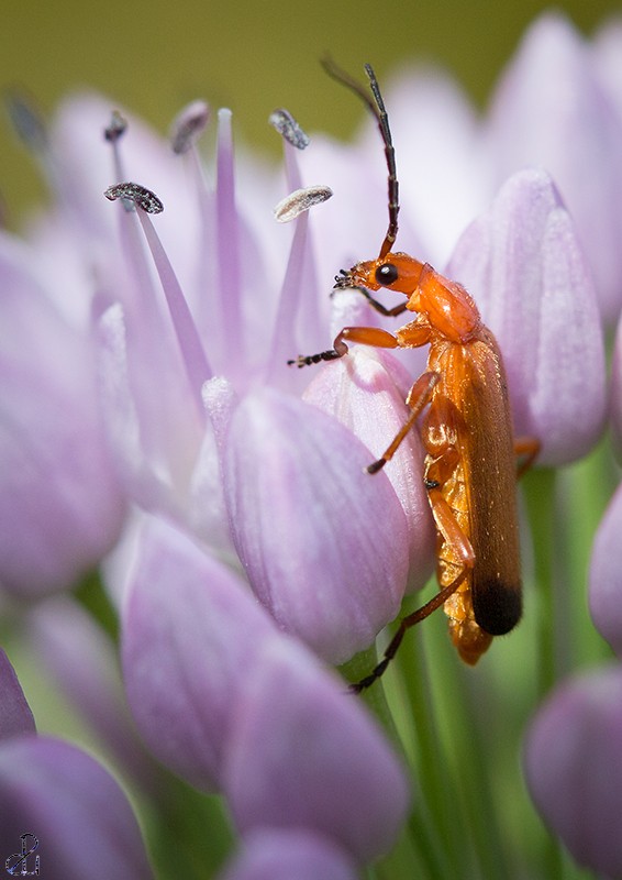 Macro photography by Diana Uzun