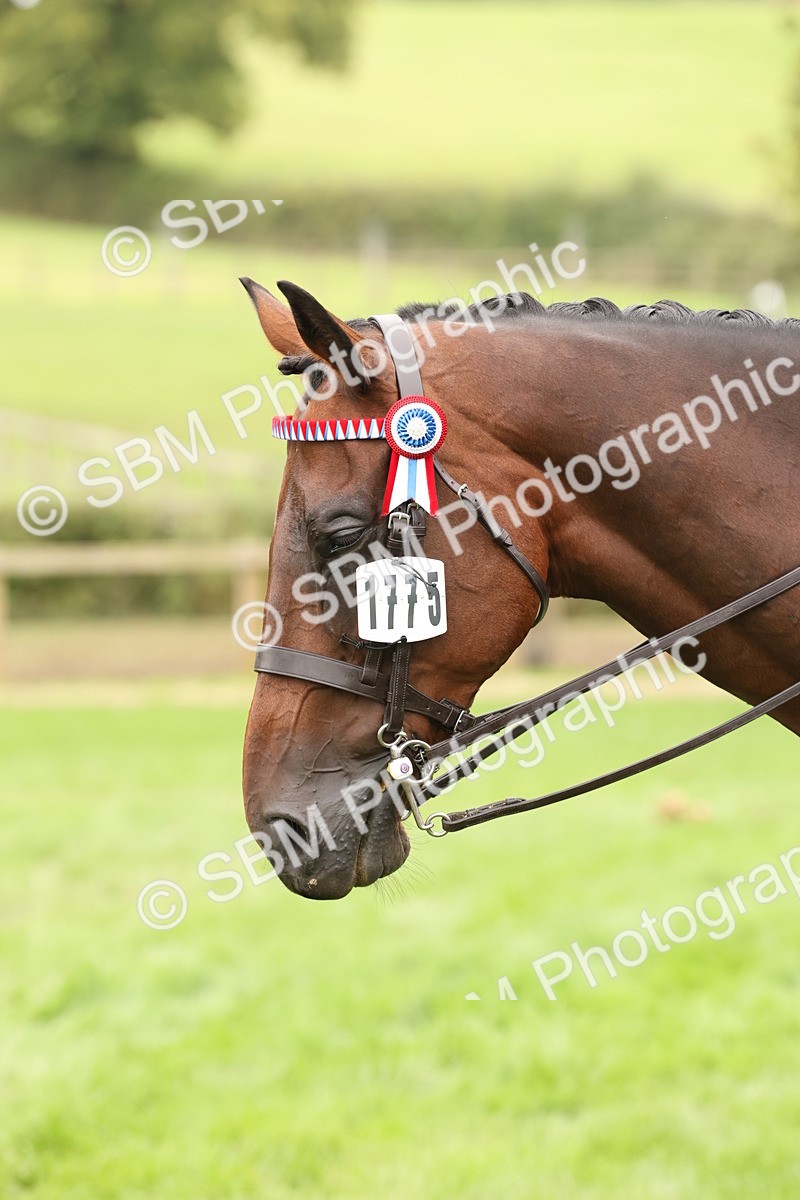SBM_64321 - S65 - Riding Horse & Hack & Thoroughbred Ridden