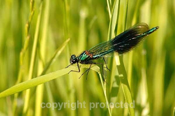 Banded Demoiselle (Damsel Fly) - Farmland - Lincolnshire - Invertebrates