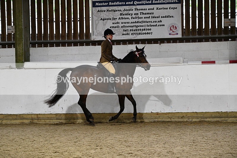 WJ5_8800 - Class 15 Ridden Show Horse