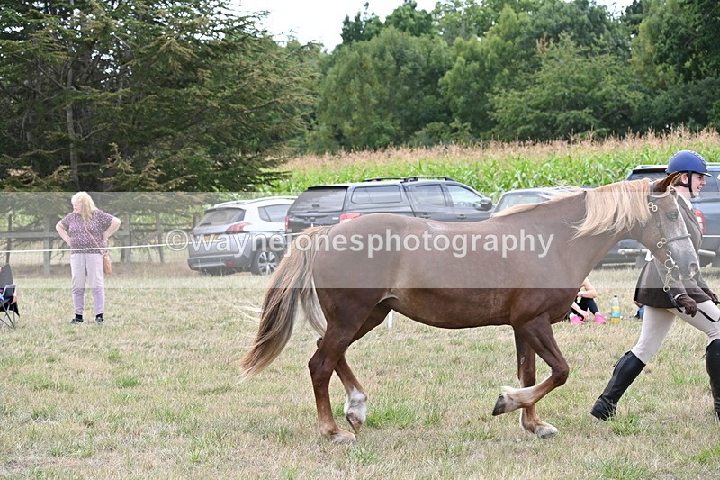WJ6_6169 - Class 19 In-hand Veterans (Uploaded correct folder)
