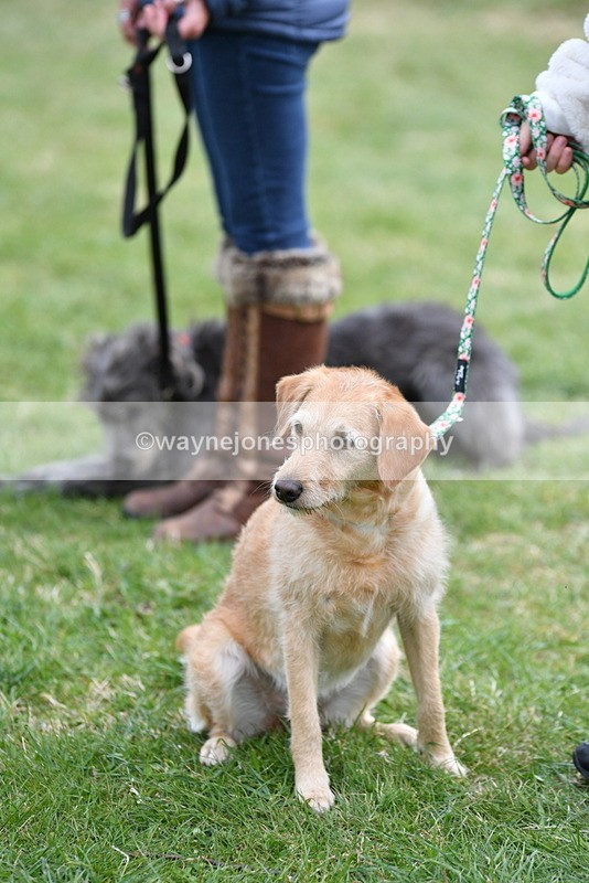 WJ5_9353 - Class 1 Best Cross Breed / Heniz 57