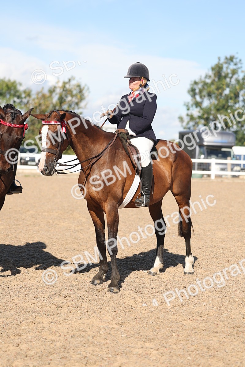 SBM_13091 - Class 305 - Ridden Foreign Breed Pure Bred