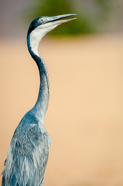 Black-Headed Heron, Samburu, Kenya
