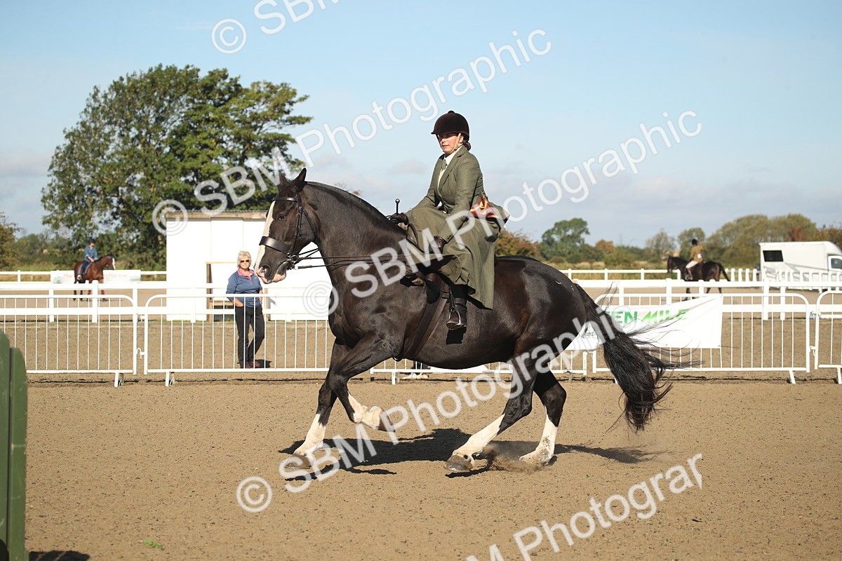 SBM_11341 - Class 501 -Riding Club Pony