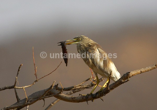 Striated Heron - India