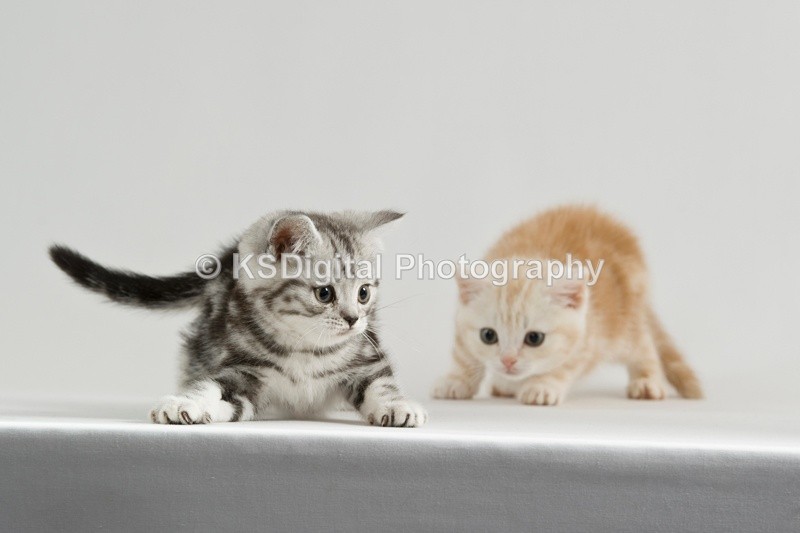  - Tufton British Shorthairs