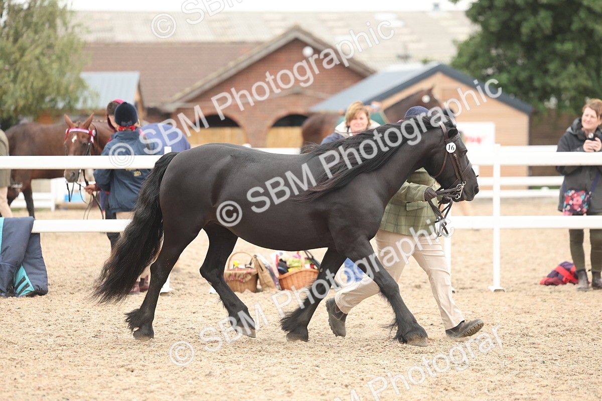 SBM_19251 - Class 317 - IH Pure Bred Horse-Pony
