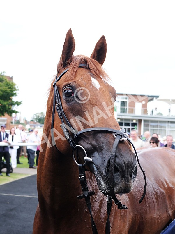 260724-Graham Lee Stable Staff Stakes-10 - Graham Lee Stable Staff Stakes