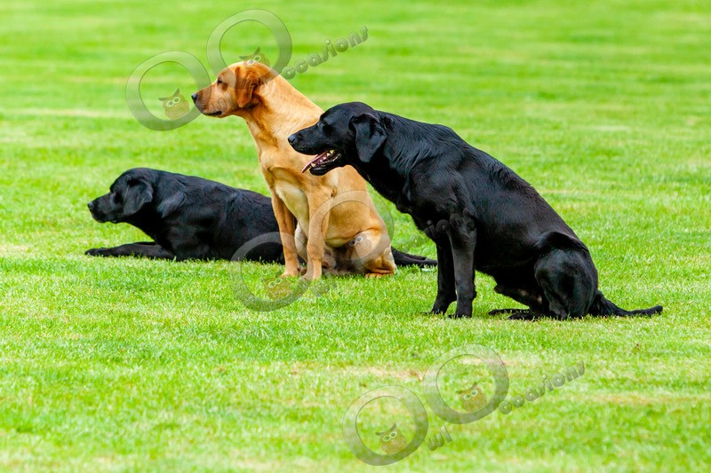 Labradors-IMG_7611 - Pet Photography