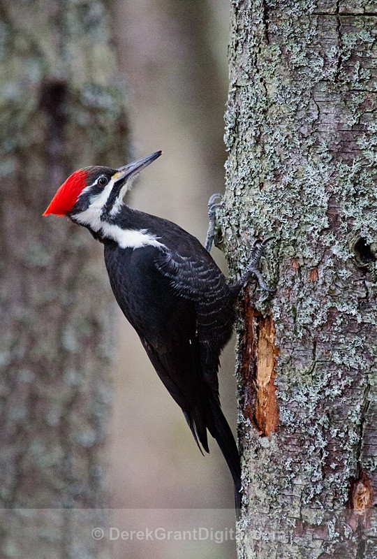 Dryocopus pileatus (female) - Birds of Atlantic Canada