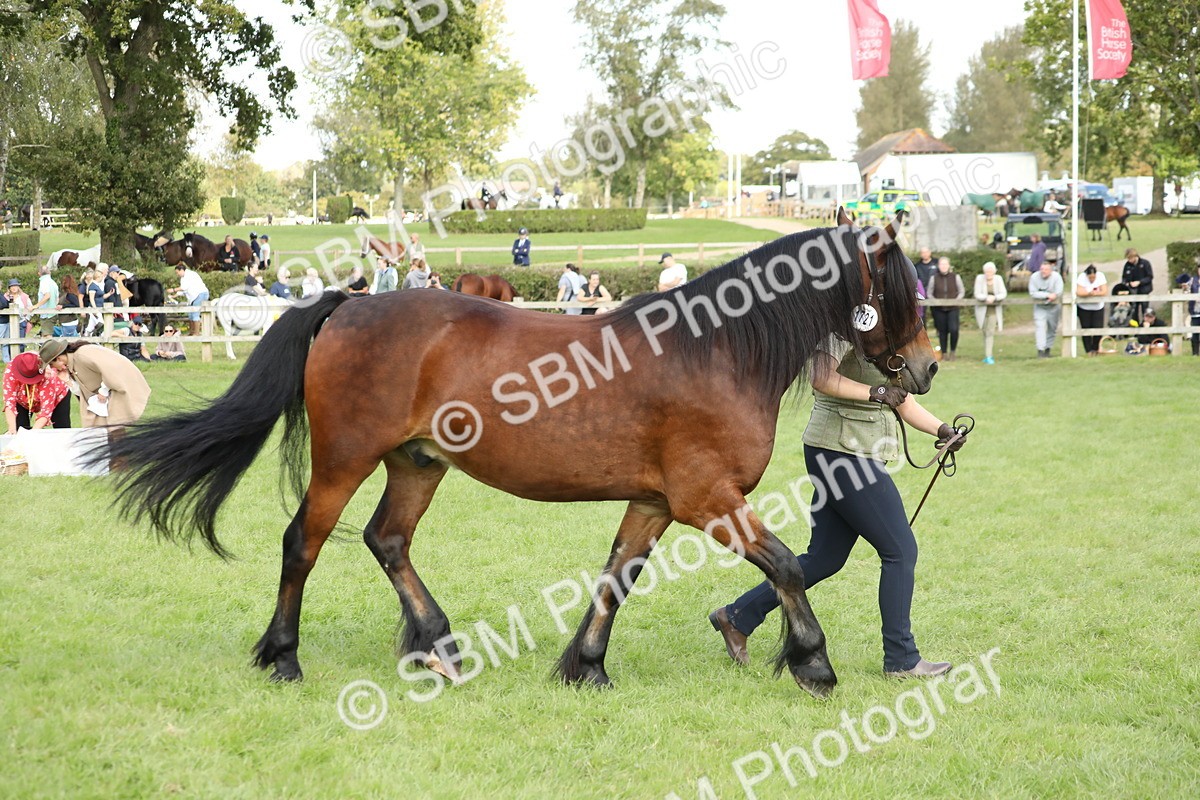 SBM_65495 - S47 - Mountain & Moorland In Hand Large Breeds