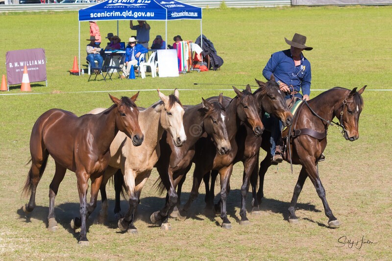 Guy McLean 1. 0A3A9303 - 2025 Senic Rim Clydesdale Spectacular
