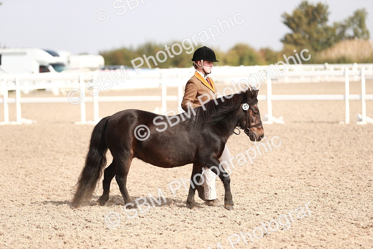 SBM_11753 - Class 206 IH Non Show Type Pony