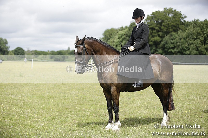 BVR160717-1983 - Side Saddle Classes 16/07/17