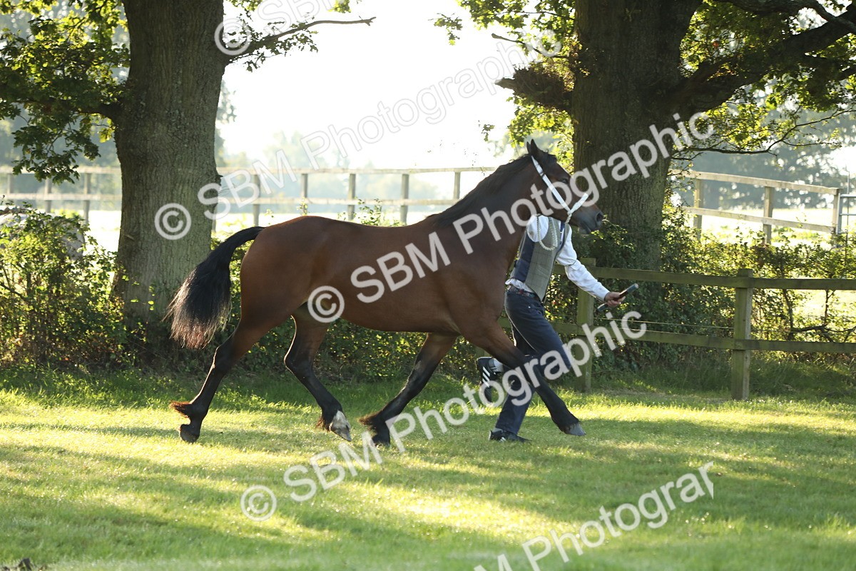 SBM_57933 - S42 - Youngstock