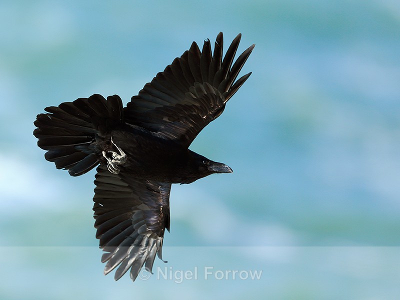 Raven in flight along the cliffs at Durlston - Raven