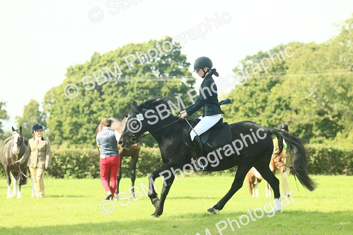 SBM_66545 - S34 - Rehabilitated Rescue Horse & Pony In Hand & Ridden