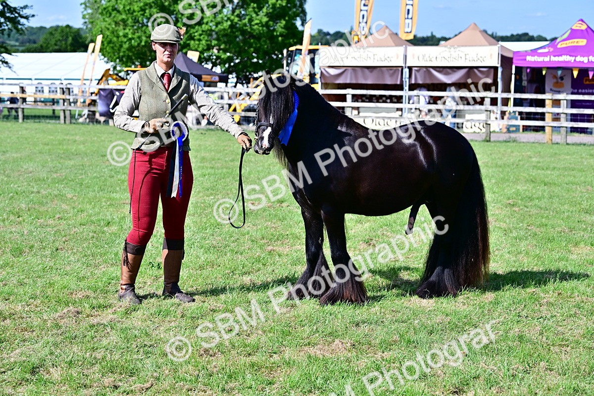 SBM_09489 - Class 63-65 - Traditional Gypsy Cobs In Hand & Ridden