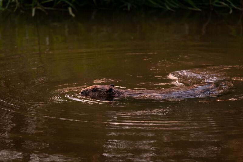 Eurasian beaver - Castor fiber - Wildlife
