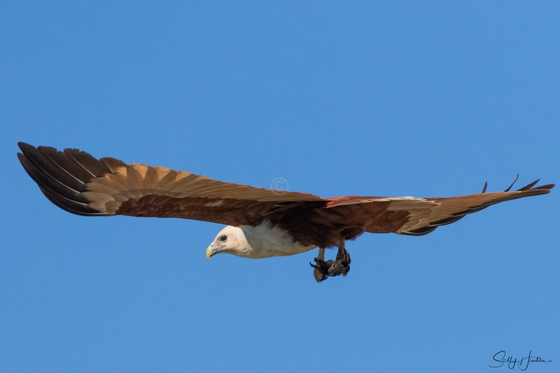 Brahminy Kite with Crab 5