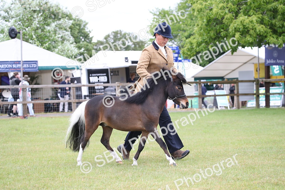 SBM_03731 - Class 23-25 - British Miniature Horse of the Year