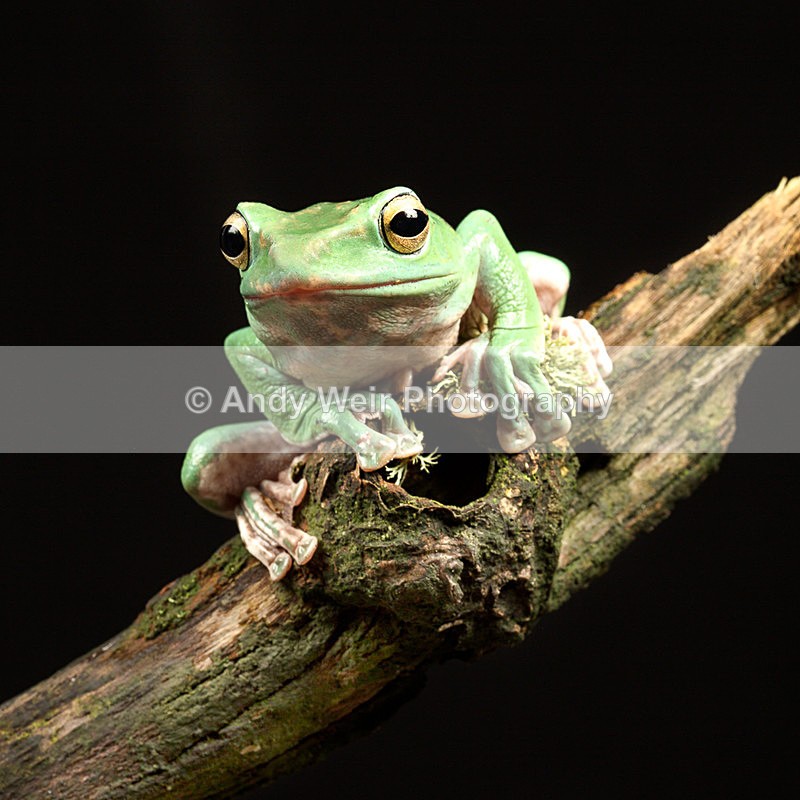 20140325-3K8A9529-2844 - Frogs & Toads