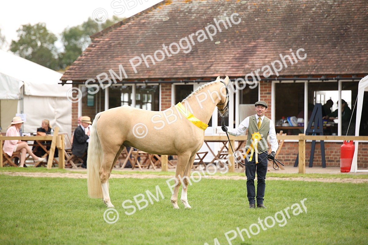 SBM_62916 - In Hand Horse Supreme Championship