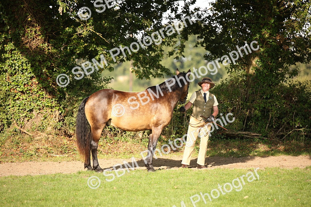 SBM_59354 - S52 - Other Coloured Horse In Hand