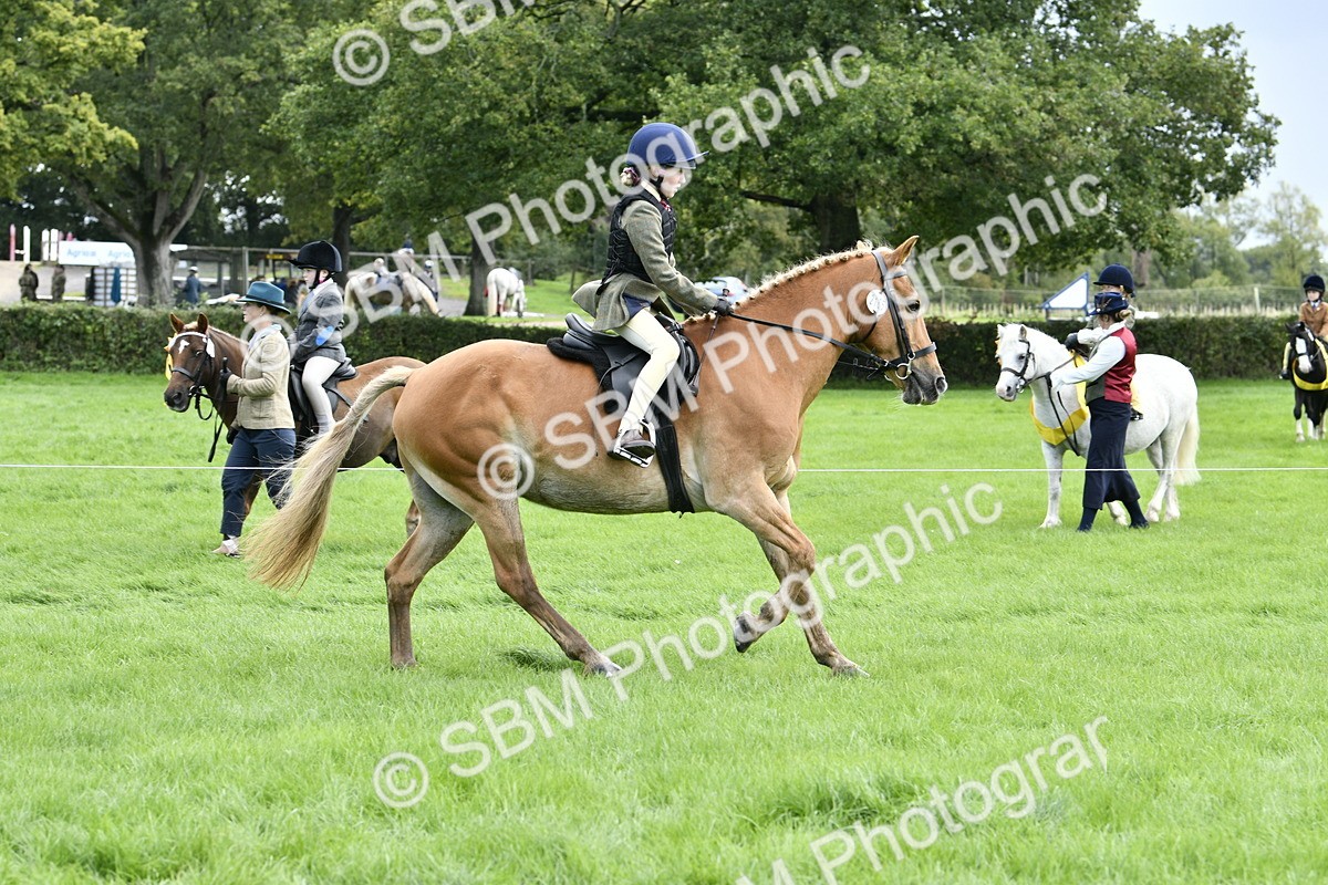 SBM_41556 - S32 - Mountain & Moorland Working Hunter Pony
