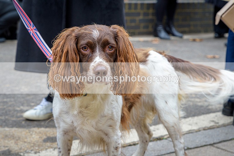 NGP_8119 - 2024 Animals in War Remembrance Gathering