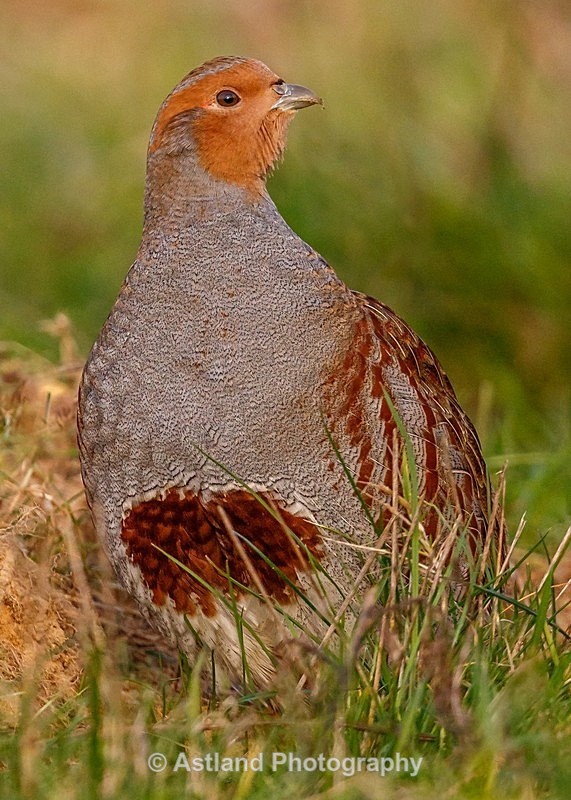 Astland Photography, Bird and Wildlife Images, Susan and Peter Wilson, U.K.